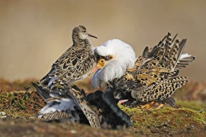 Ruff (Philomachus pugnax) adult males, breeding plumage, territorial and satellite forms displaying to adult female