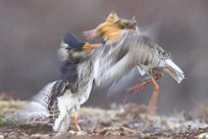 Ruff (Philomachus pugnax) two adult males, breeding plumage, territorial forms fighting at lek, blurred movement