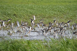 Eastern Europe Prints: Ruff (Philomachus pugnax) adult males and females