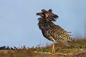 Ruffs Prints: Ruff (Philomachus pugnax) dominant adult male