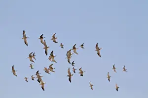 Ruffs Prints: Ruff (Philomachus pugnax) and Dunlin (Calidris alpina) mixed flock