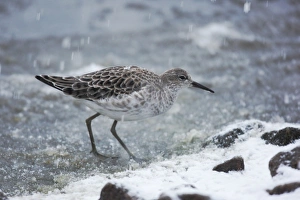 Ruff (Philomachus pugnax) immature, standing on ice during snowfall, Martin Mere, Lancashire, England, december