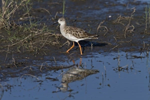 Ruff a winter visitor to southern africa. Taken in Botswana in the Okavango Delta