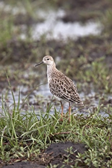 Ruff a winter visitor to southern africa. Taken in Botswana in the Okavango Delta