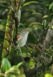 Singing Prints: Rufous-and-white Wren (Thryophilus rufalbus skutchi) adult