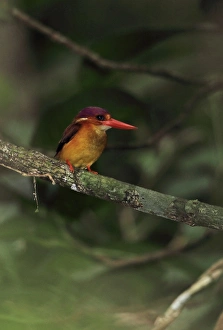 Kingfishers Prints: Rufous-backed Kingfisher (Ceyx rufidorsa) adult, perched on branch, Way Kambas N. P