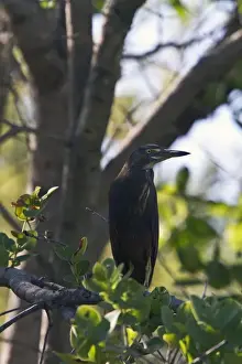 Heron Prints: Rufous bellied heron a young adult bird - Okavango Botswana