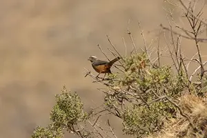 Rufous-bellied Saltator (Saltator rufiventris) juvenile (first known photograph of juvenile), perched in bush, Pucara, Jujuy, Argentina, july