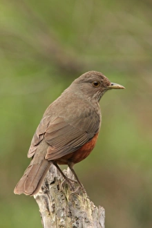 Thrush Prints: Rufous-bellied Thrush (Turdus rufiventris) adult