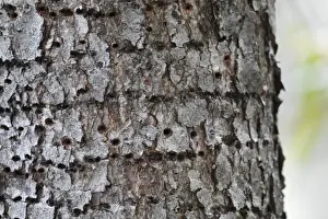 Wood Pecker Prints: Rufous-bellied Woodpecker (Dendrocopos hyperythrus) sap wells on pine tree trunk