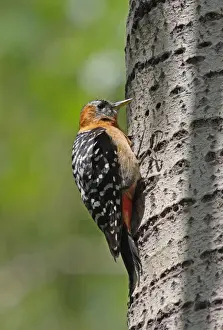 Rufous-bellied Woodpecker (Dendrocopos hyperythrus subrufinus) adult female, feeding at sap well on tree trunk, Beidaihe, Hebei, China, may