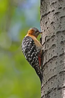 Rufous-bellied Woodpecker (Dendrocopos hyperythrus subrufinus) adult female, feeding at sap well on tree trunk, Beidaihe, Hebei, China, may