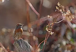 Foothill Prints: Rufous-breasted Accentor (Prunella strophiata strophiata) adult