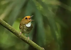 Rufous-browed Flycatcher (Anthipes solitaris submoniliger) adult, singing, perched on twig, Kaeng Krachan N. P