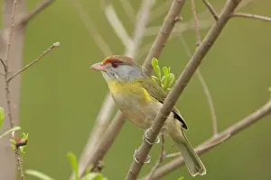 Rufous-browed Peppershrike (Cyclarhis gujanensis) adult, perched on branch, Argentina, october