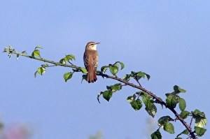 Rufous Prints: Rufous Bush Robin on bramble - taken in southern Spain