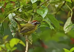 Warblers Prints: Rufous-capped Warbler (Basileuterus rufifrons mesochrysus) adult