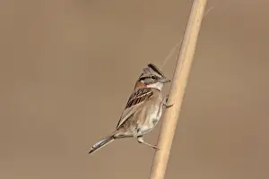 Sparrow Prints: Rufous-collared Sparrow (Zonotrichia capensis) adult