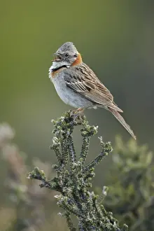 Rufous-collared Sparrow (Zonotrichia capensis) adult, singing, perched on bush, Torres del Paine N. P