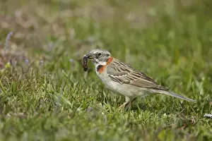 Rufous-collared Sparrow (Zonotrichia capensis) adult, feeding on grub, Torres del Paine N. P