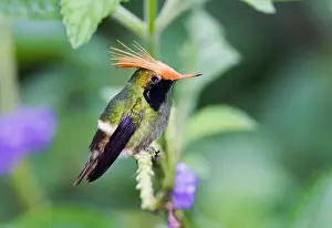 Hummingbirds Prints: Rufous-crested Coquette (Lophornis delattrei lessoni) adult male