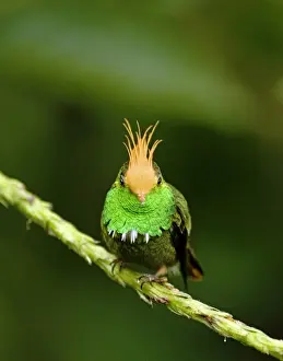Rufous-crested Coquette (Lophornis delattrei lessoni) adult male, perched on stem, El Valle, Panama
