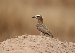 Roller Prints: Rufous-crowned Roller (Coracias naevia) adult