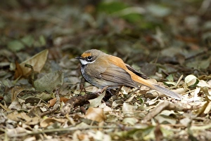 Floor Prints: Rufous Fantail (Rhipidura rufifrons) adult