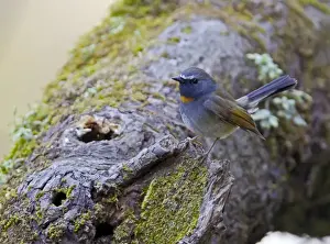 Fly Catcher Prints: Rufous-gorgeted Flycatcher (Ficedula strophiata) adult male