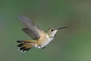 Hovering Prints: Rufous Hummingbird (Selasphorus rufus) adult female