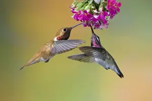Rufous Hummingbird (Selasphorus rufus) and Calliope Hummingbird (Stellula calliope) two adult males, in flight, feeding at flower, British Columbia, Canada, may