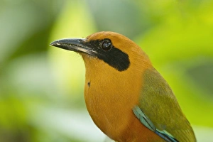 Equatorial Prints: Rufous Motmot (Baryphthengus martii) adult