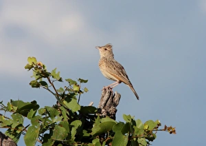 Singing Prints: Rufous-naped Lark (Mirafra africana) adult