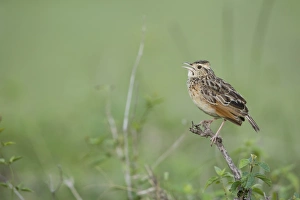 Rufous-naped Lark (Mirafra africana) adult, calling, perched on twig, Masai Mara, Kenya