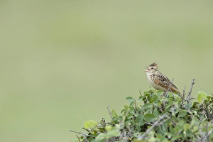 Rufous-naped Lark (Mirafra africana) adult, calling, perched in bush, Masai Mara, Kenya