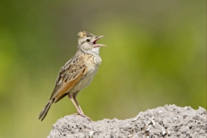 Termite Prints: Rufous-naped Lark (Mirafra africana) adult male