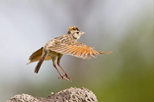 Rufous-naped Lark (Mirafra africana) adult male, in display flight from top of termite mound, Okavango Delta, Botswana