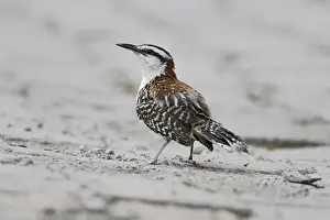 Sandy Prints: Rufous-naped Wren (Campylorhynchus rufinucha) adult, standing on sand, Costa Rica, April