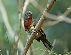 Wood Pecker Prints: Rufous-necked Wryneck (Jynx ruficollis) adult