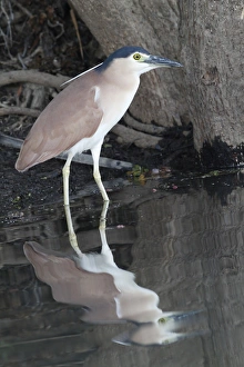Rufous Night-heron (Nycticorax caledonicus) adult, standing at edge of water with reflection, Kakadu, Northern Territory, Australia, september