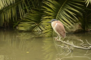 Rufous Night-heron (Nycticorax caledonicus) adult, perched on branch over water, Queensland, Australia, November