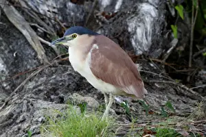 Rufous Night-heron (Nycticorax caledonicus) adult male, standing at edge of river, Yellow River, Kakadu N. P
