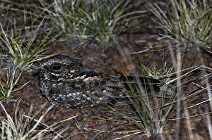 Guyanan Prints: Rufous Nightjar (Caprimulgus rufus) adult, resting on ground at night, Rupununi, Guyana