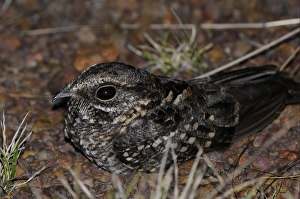 Rufous Nightjar (Caprimulgus rufus) adult, resting on ground at night, Rupununi, Guyana