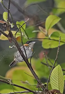Rainforest Prints: Rufous-sided Broadbill (Smithornis rufolateralis rufolateralis) adult male