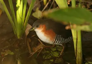 Rallidae Prints: Rufous-sided Crake (Laterallus melanophaius) adult