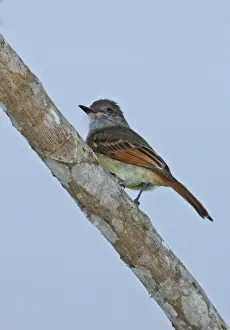 Fly Catcher Prints: Rufous-tailed Flycatcher (Myiarchus validus) adult
