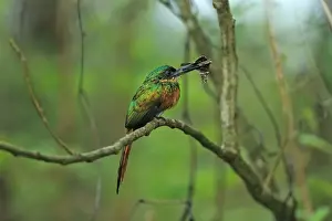 Rufous-tailed Jacamar (Galbula ruficauda) adult female, with butterfly prey in beak, perched on twig, Trinidad