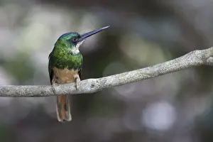 Mato Grosso Prints: Rufous-tailed Jacamar (Galbula ruficauda) adult male