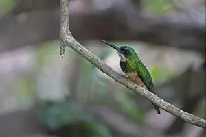 Rufous-tailed Jacamar (Galbula ruficauda) adult male, perched on twig, Pantanal, Mato Grosso, Brazil